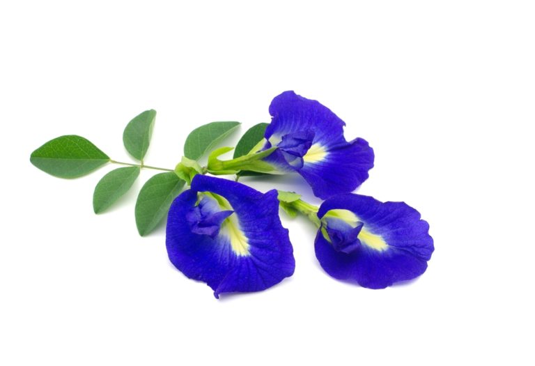 Boba Buddha’s Butterfly Pea Flower Milk Tea Recipe Bobabuddha